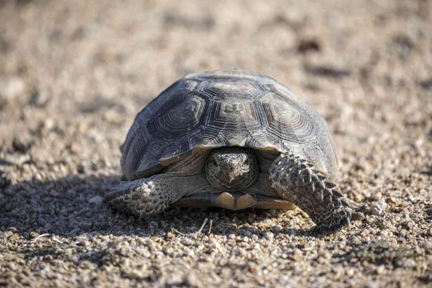 Desert tortoises are on their way to extinction