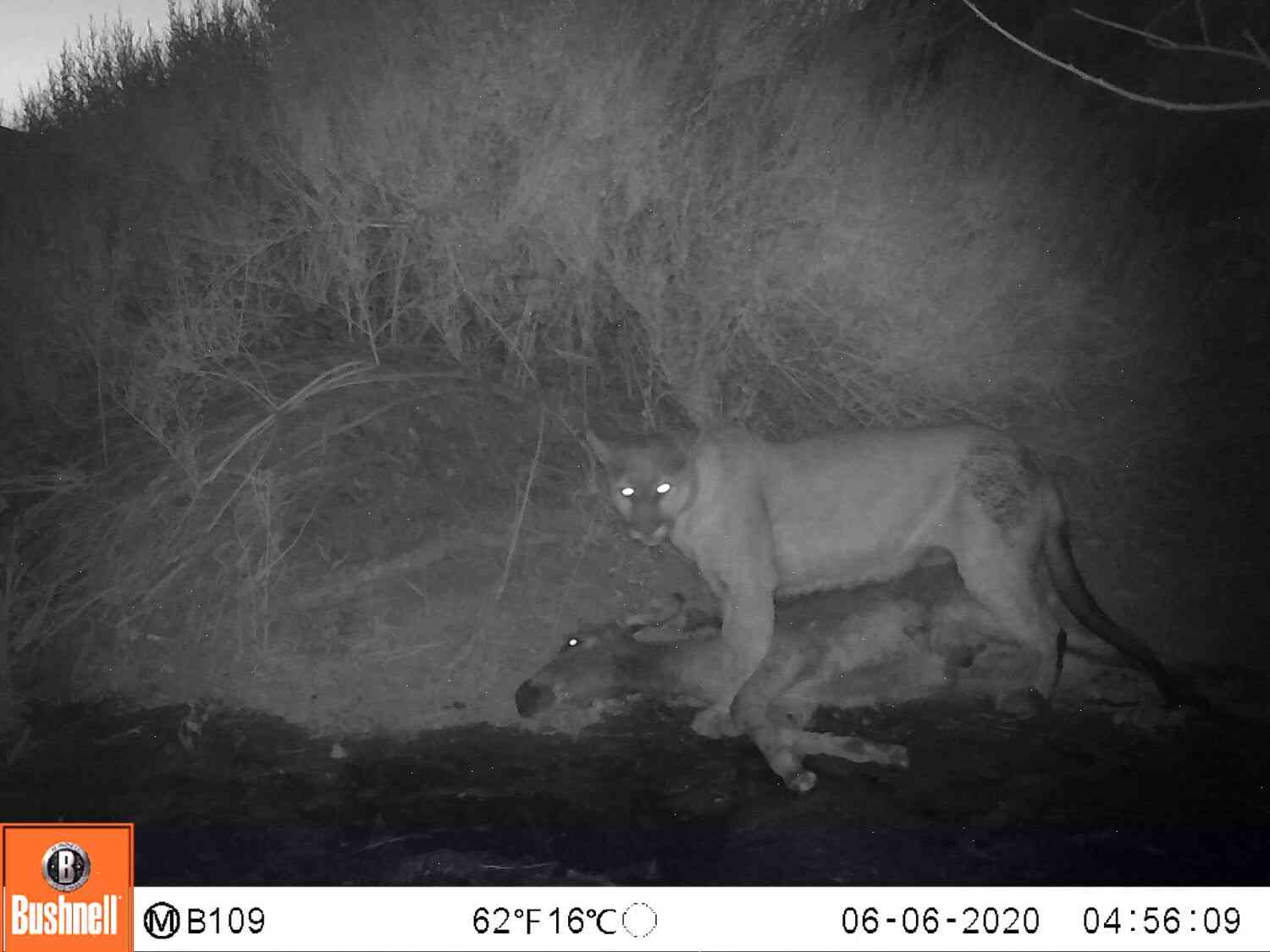Mountain Lions and Wild Horses Have Nothing in Common