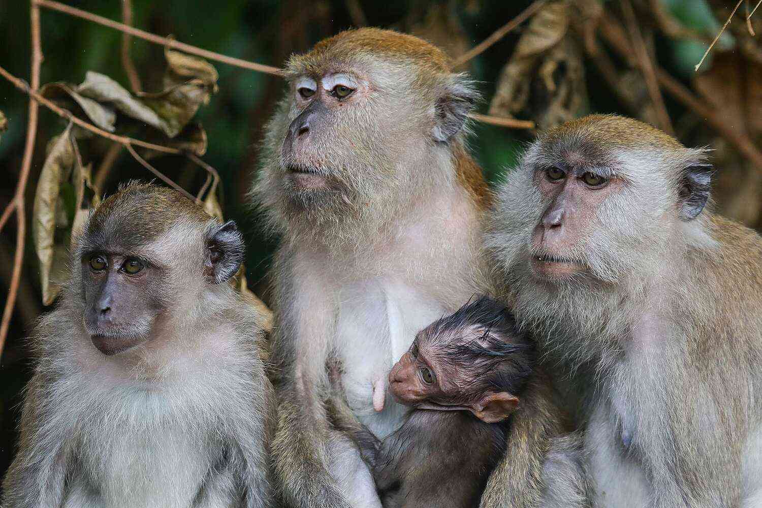 U.S. charges 200 people in smuggling endangered monkeys into the United States